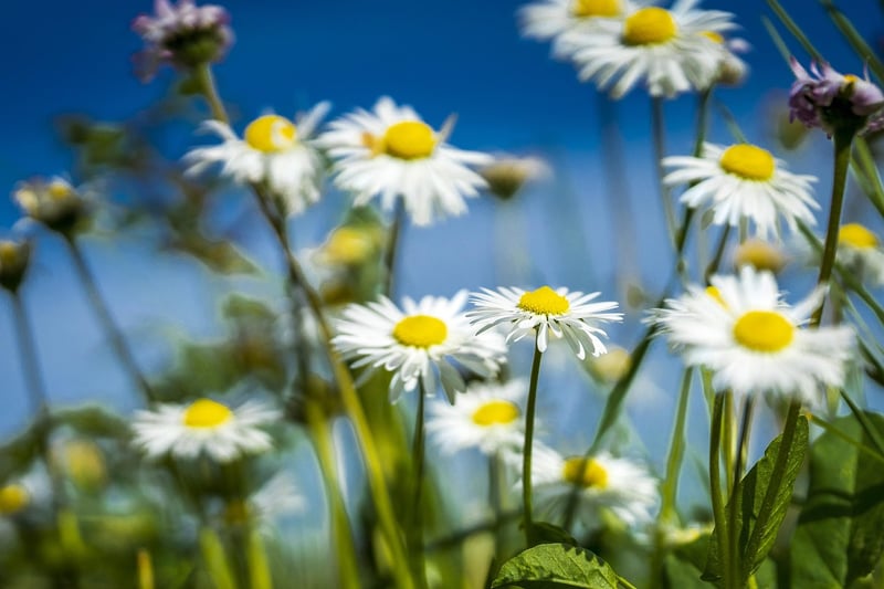 Colorful Flowers