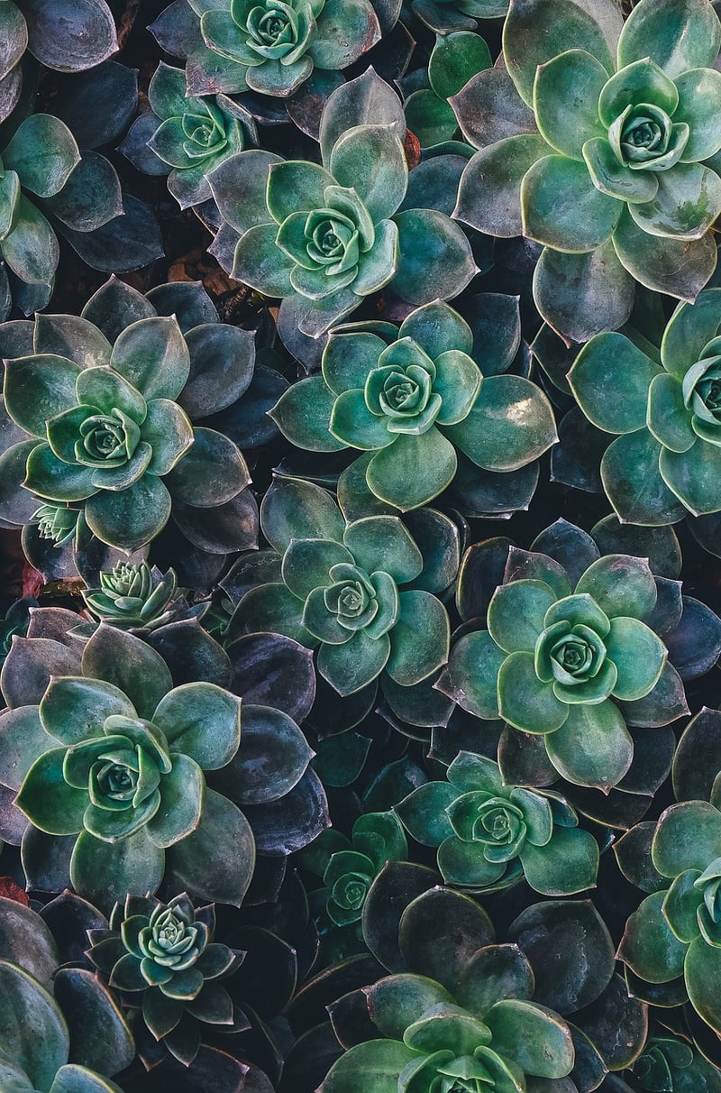 Vertical Plant Layout